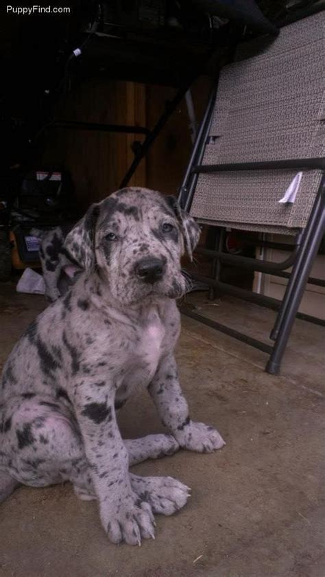 Blue Merle Great Dane Australian Shepherd Mix