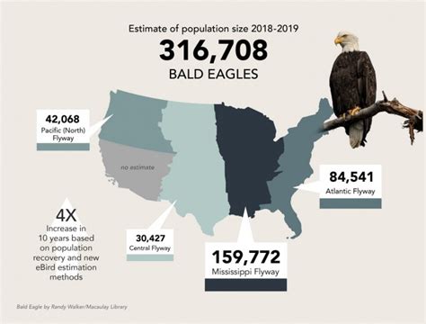 Bald Eagle Count Quadruples Thanks In Part To Ebird Data Boost