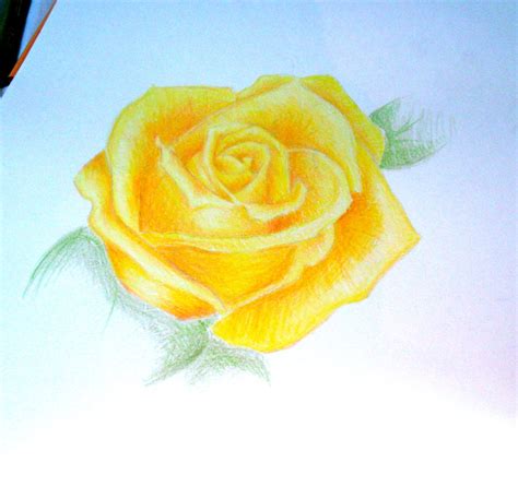 Yellow Rose Drawing at GetDrawings | Free download