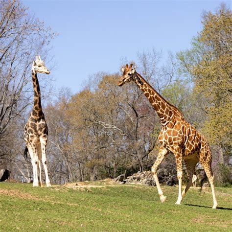 North Carolina Zoo giraffes Leia and Jack are expecting! | WNCT