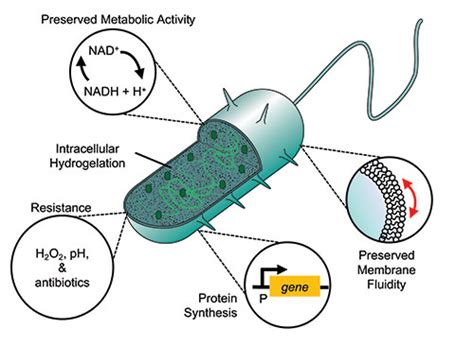 Scientists Create Cyborg Bacteria Advanced Science News