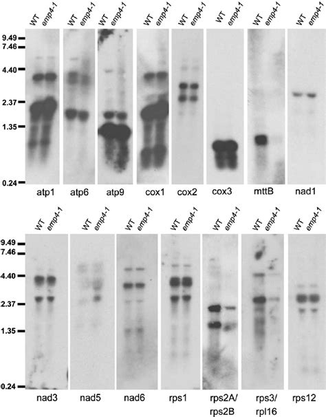 Rna Gel Blot Analysis Of Mitochondrial Transcript Abundance In