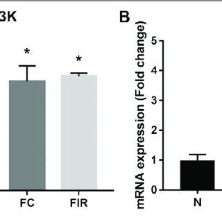 Effect Of Fisetin On The Pi K Akt Signaling Pathway Determined By