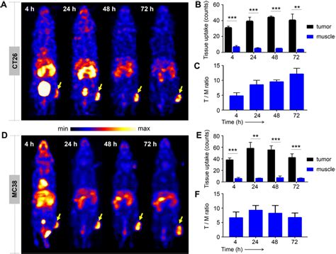 Representative Spect Images Of ¹⁷⁷lu‐der In A Ct26 And D Mc38 Tumor