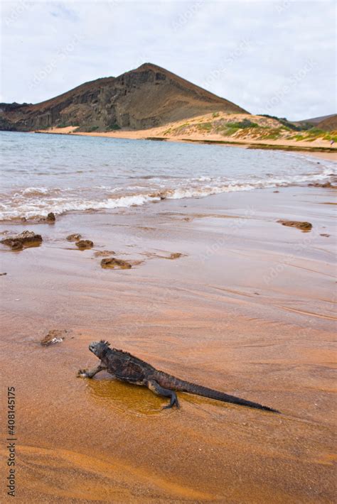 Ecuador Parque Nacional De Las Islas Galapagos Iguana Marina