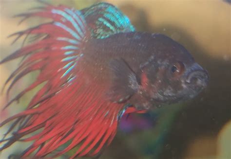 Weird discoloration on Betta? possibly fungus? : bettafish