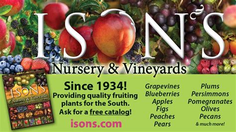 The Tradition Of Isons Isons Nursery And Vineyard Berry Plants