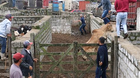 Feira De Gado Em Capoeiras Olha Oque Aconteceu Boi Fuj O De Maio De