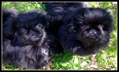 Photo Gallery Happy Tail Pekingese