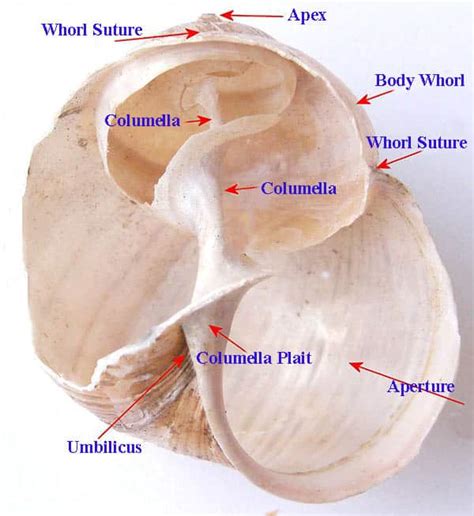 The Gastropod Shell: Nature's Mobile Homes [2022]