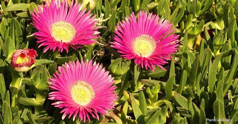 Delosperma Cooperi Care: Growing The Hardy Ice Plant