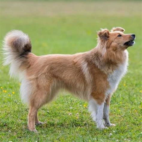 5 Best Herding Dog Breeds In The World Today Petrage