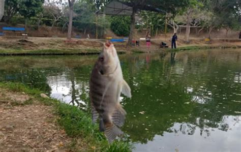 Pesca Deportiva Rancho Panorama Palmira Valle Del Cauca