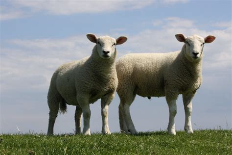 34 Common Sheep Breeds (A to Z List +Pictures) – Fauna Facts