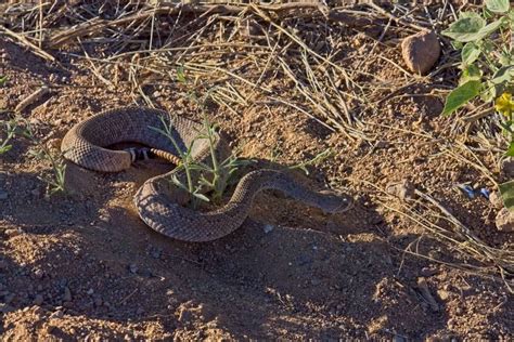 Discover Western Diamondback Rattlesnake Bite