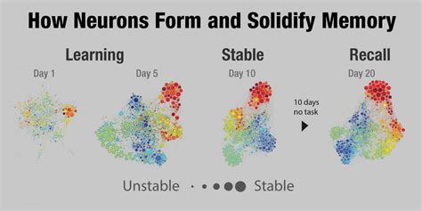 How Memories Form And Fade Neuroscience News