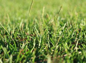 How To Make Centipede Grass Spread The Ultimate Guideline