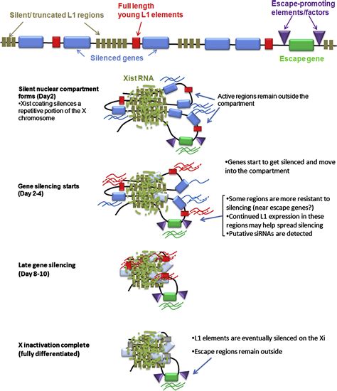 Line Activity In Facultative Heterochromatin Formation During X