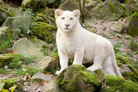 White Lion Cub On A Stone Stock Image Image Of Devious 237112601