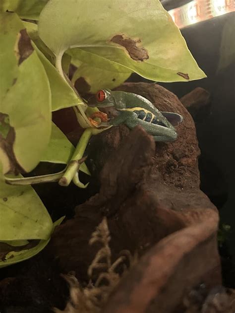 Welcome Frodo and Samwise : r/frogs