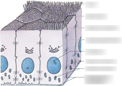 Epithelial Tissue Diagram | Quizlet