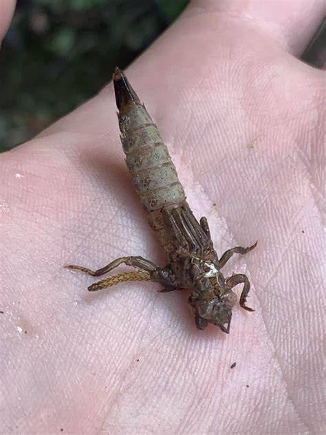 Russet Tipped Clubtail In June By Birdsandbugs Inaturalist