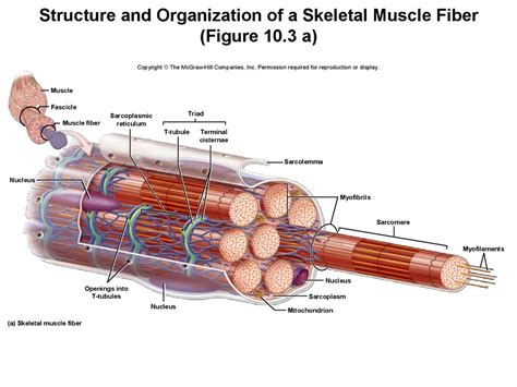 Skeletal Muscle Fiber Diagram Labeled