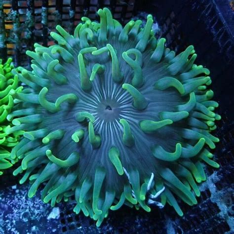 WYSIWYG 9 Long Tentacle Anemone