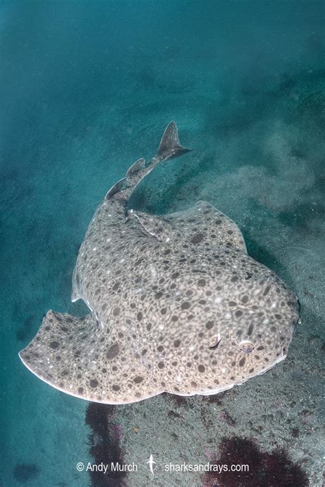 Clouded Angelshark - Squatina nebulosa