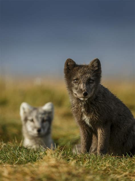 Arctic Foxes in Iceland | Wildlife in Iceland | Perlan