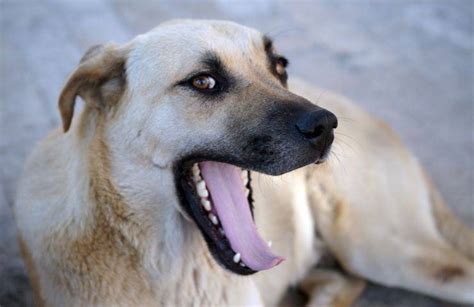 Quando Il Cane Sospira Che Significato Ha Questo Gesto Quando Lo Fa