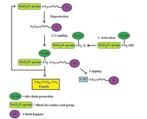 solid phase peptide synthesis