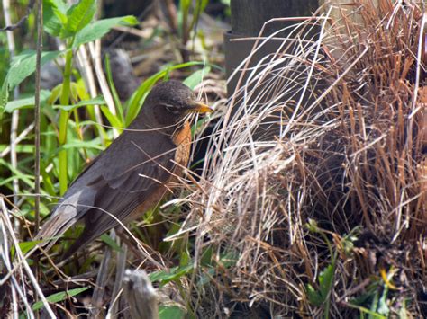 Nest materials – Our Habitat Garden