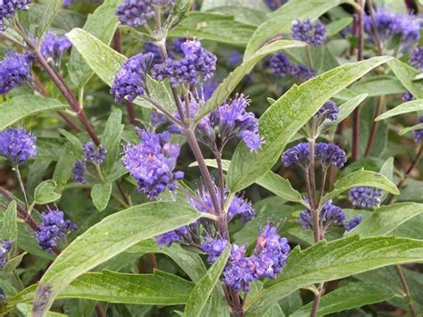 Caryopteris X Clandonensis First Choice