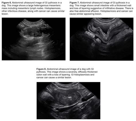 Pythiosis in Small Animals - MiraVista VETERINARY Diagnostics