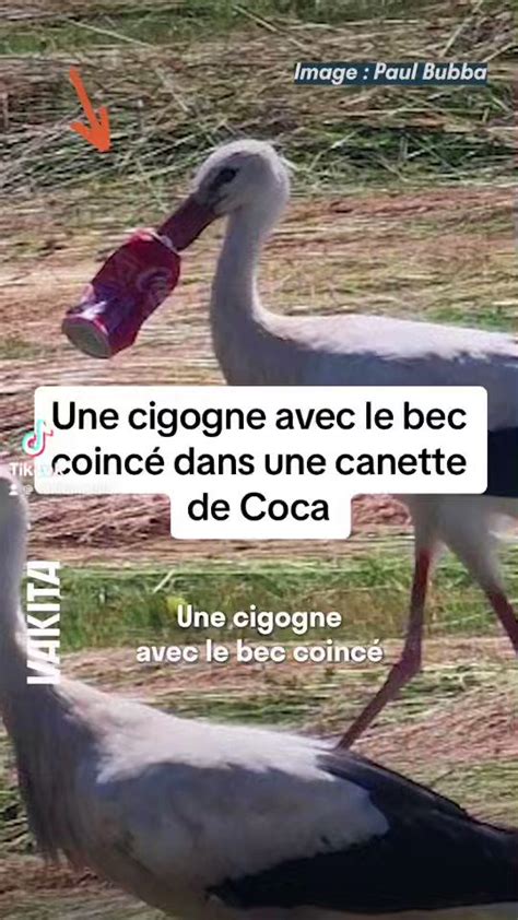 Marie Mainville On Twitter RT Vakitamedia Une Cigogne Avec Le Bec