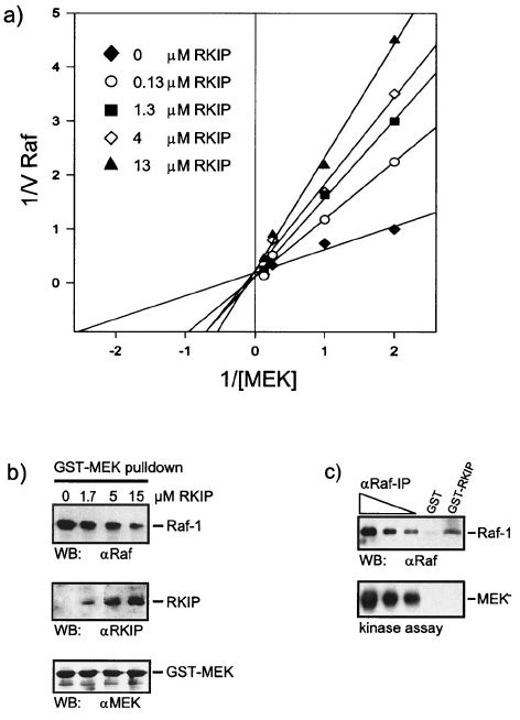 Analysis Of Rkip Binding To Activated Raf Mek And Erk A Mitogen