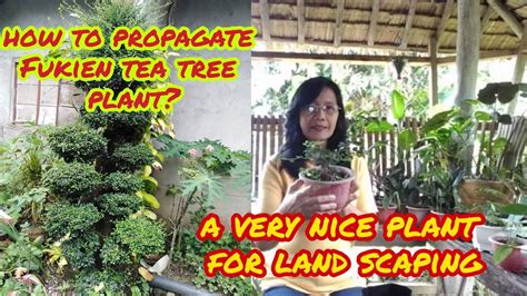 How To Propagate Fukien Tea Tree Plan A Very Nice Plant For Land