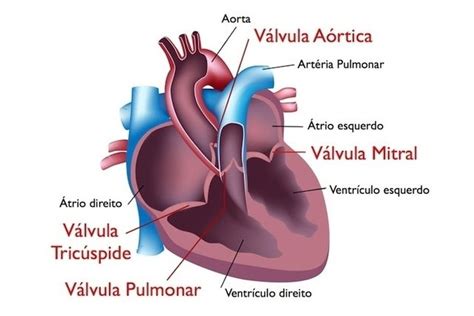 Verbringen Defizit Verkn Pfung Anel Da V Lvula Do Cora O Beleidigen