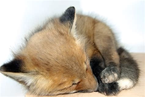 Baby Red Fox Vixen Kit