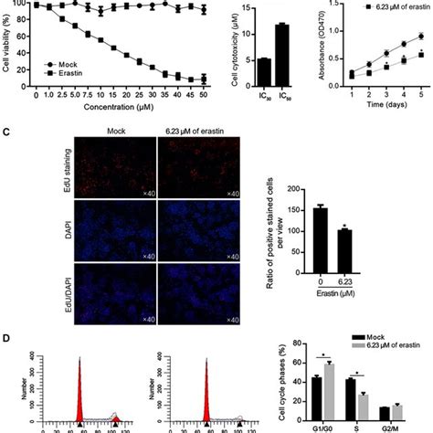 Identification Of Cytotoxicity Of Erastin And Its Effect On