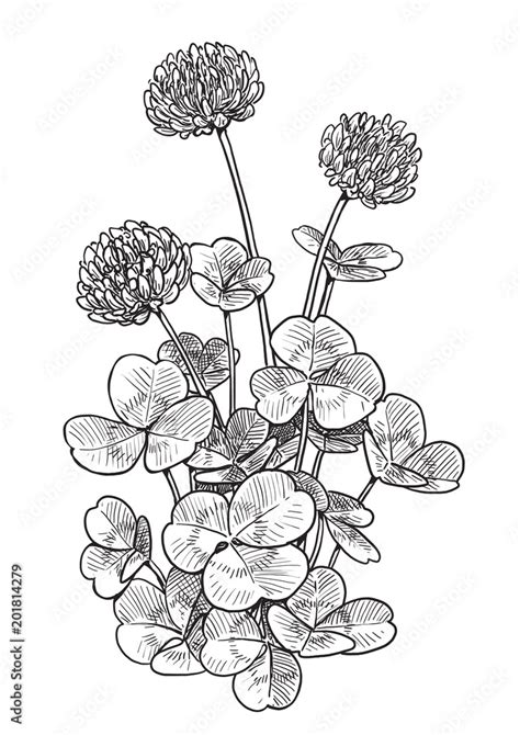 Clover Flower Illustration Drawing Engraving Ink Line Art Vector