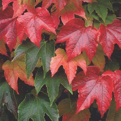 Plantas Resistentes Que Puedes Tener En Tu Jard N Jardines Perennes