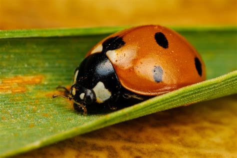 Ladybug on Green I by dalantech on DeviantArt