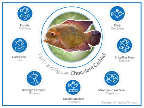 Cichlid Breeding - Betta Fish World