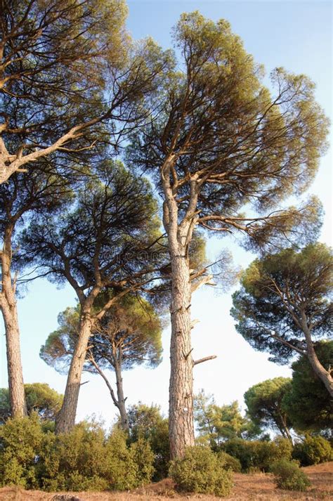 Stone Pine Forest On A Sunny Day Aegean Region Turkey Stock Image