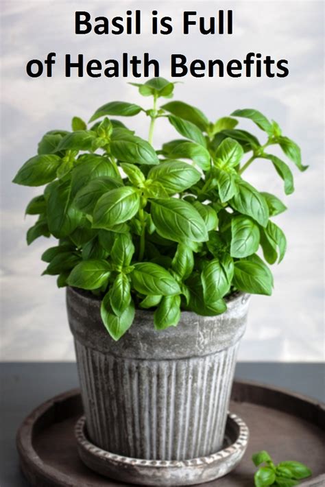 Basil, The Oldest Herb Is Full of Health Benefits - Real Food for Life