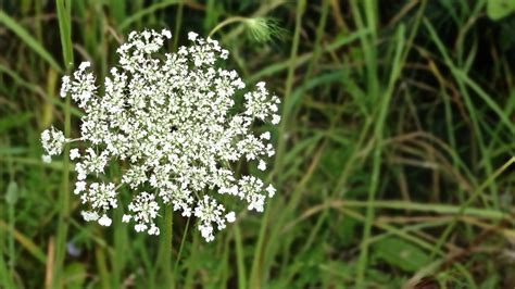 Edit Free Photo Of White Flowerqueen Annes Lacequeen Annes Lace