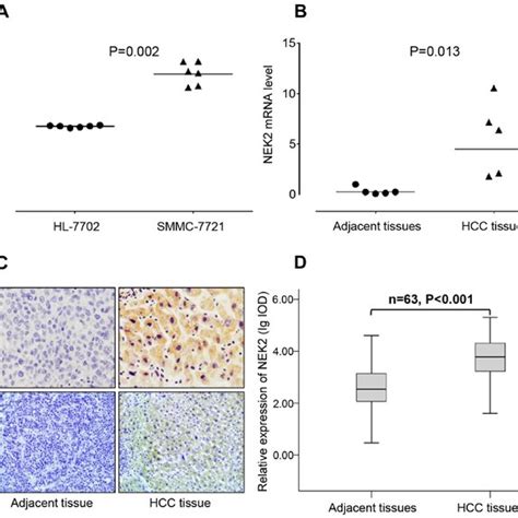 Expression Of Nek2 In Hcc Cell Lines And Hcc Tissues A Nek2 Mrna