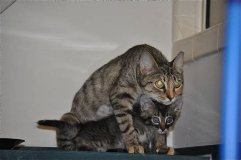 Mama cat protecting her kitten : photoshopbattles